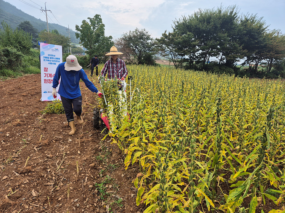 참깨밭 옆에서 여수시 농업 관계자가 안내판 앞에 서서 농업인들과 함께 기계수확 시범사업에 대해 설명하는 모습, 참석자들이 자료를 보며 설명을 듣고 있음