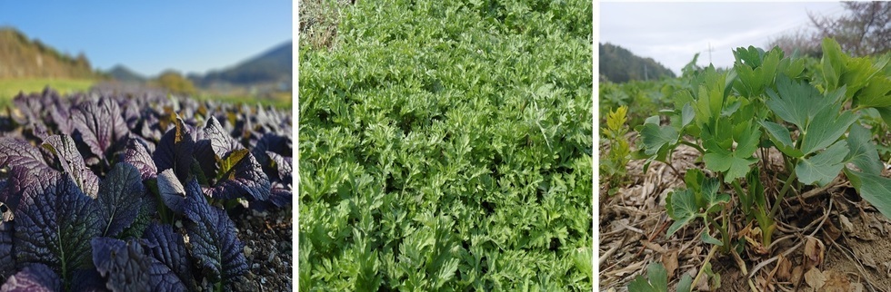 4-1 여수 돌산 홍갓·거문도 해풍쑥·섬 방풍, 국제슬로푸드 ‘맛의 방주’ 등재.jpg