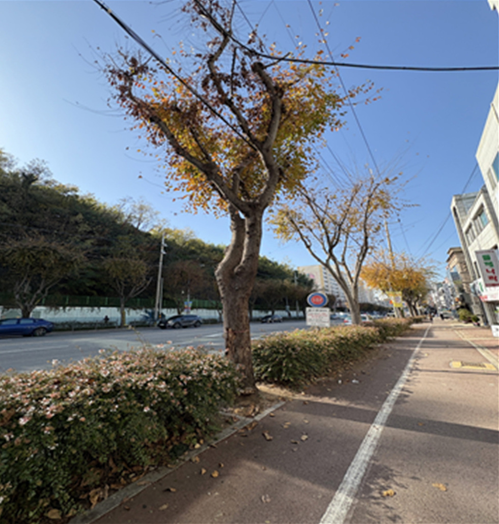 11-2 여수시, 위험 가로수 선제 정비… 느티나무 9주 제거.jpg