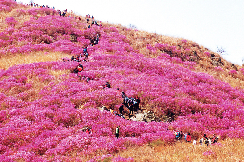 4.영취산 진달래와 등산객.jpg